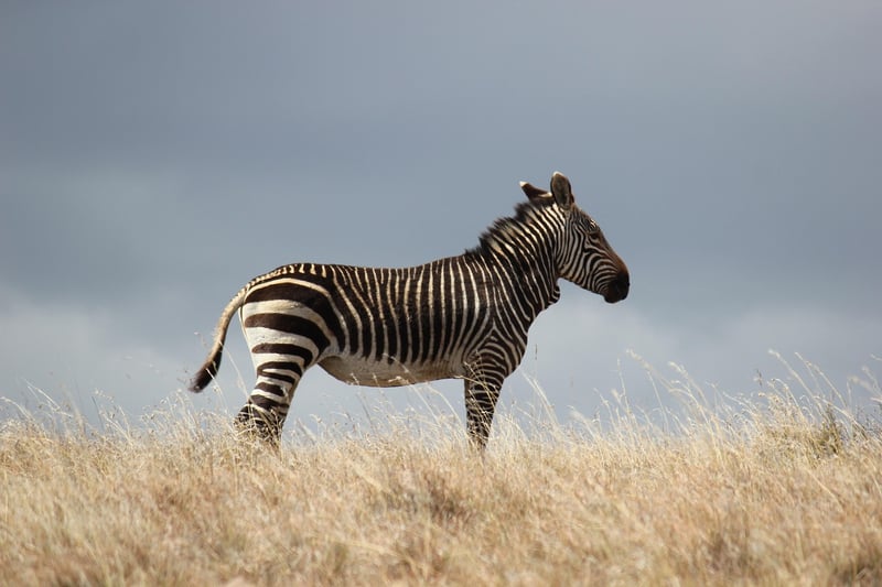Zebra in the wild